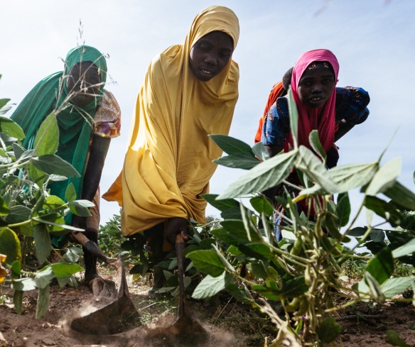 In Northeast Nigeria, displaced women learn farming techniques to grow nutritious food and support their families.