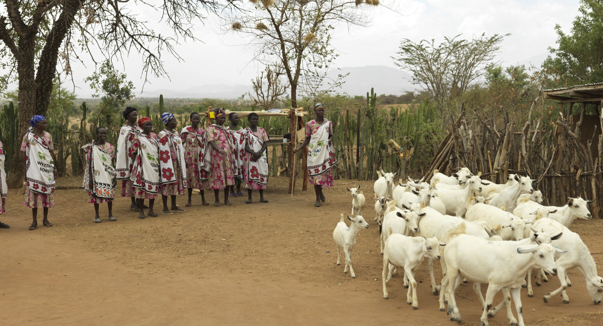 Rosalyn rears Galla goats, a hardy breed that can survive harsh climates.