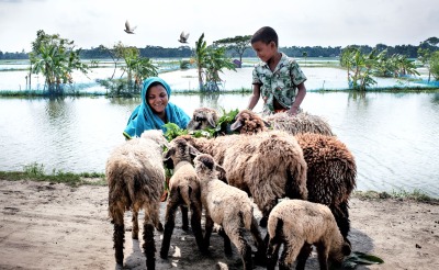 A woman and her son with several sheep that they are raising in a flood-prone are of Bangladesh.