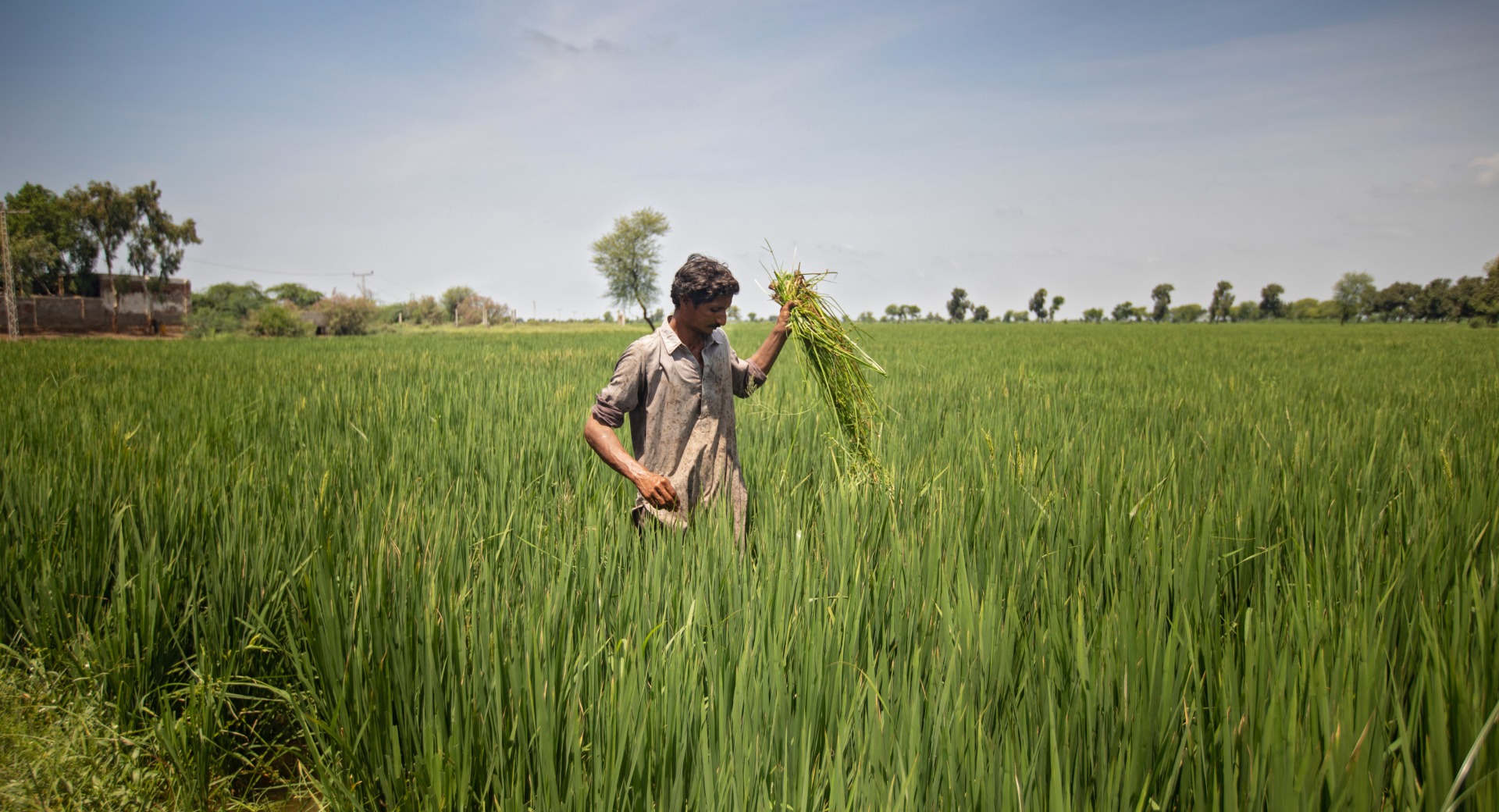 In Pakistan's Sindh province, Action Against Hunger is helping farmers grow Zinc-enriched wheat for improved nutrition. Abdul Razzak, 30, received training in Crop Cultivation which has helped him increase his yearly yield.