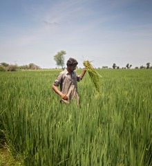 In Pakistan's Sindh province, Action Against Hunger is helping farmers grow Zinc-enriched wheat for improved nutrition. Abdul Razzak, 30, received training in Crop Cultivation which has helped him increase his yearly yield.