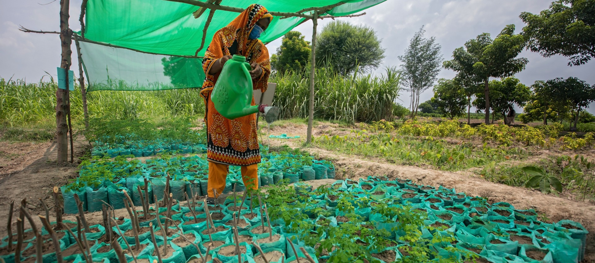 A woman tends to crops in one of the demonstration plots at an Action Against Hunger Farmer Field School.