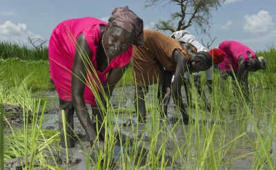 Nyaok Dieng, 34, plants rice in the Action Against Hunger rice paddy.