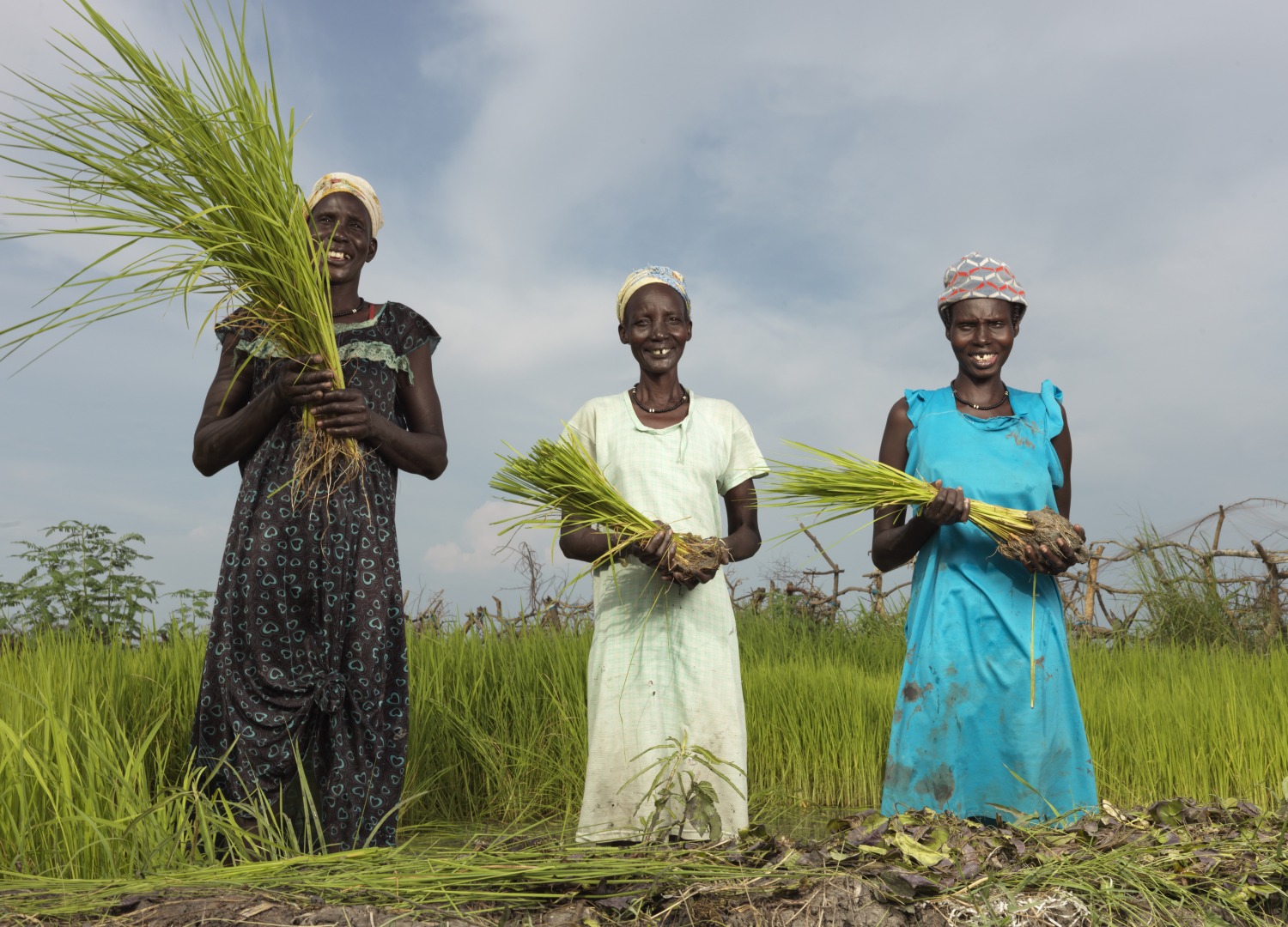 (from left to right) Nyathor Dor, Nyamai Duoth, and Nyayiela Nyuon take rice from the nursery to be replanted in the paddy.