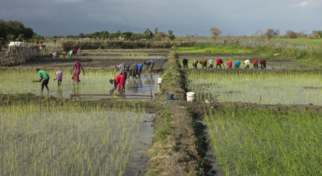 Local women plant rice in Paguir, South Sudan. The rice was introduced by Action Against Hunger after three years of continuous flooding to help overcome the growing hunger crisis in the area.