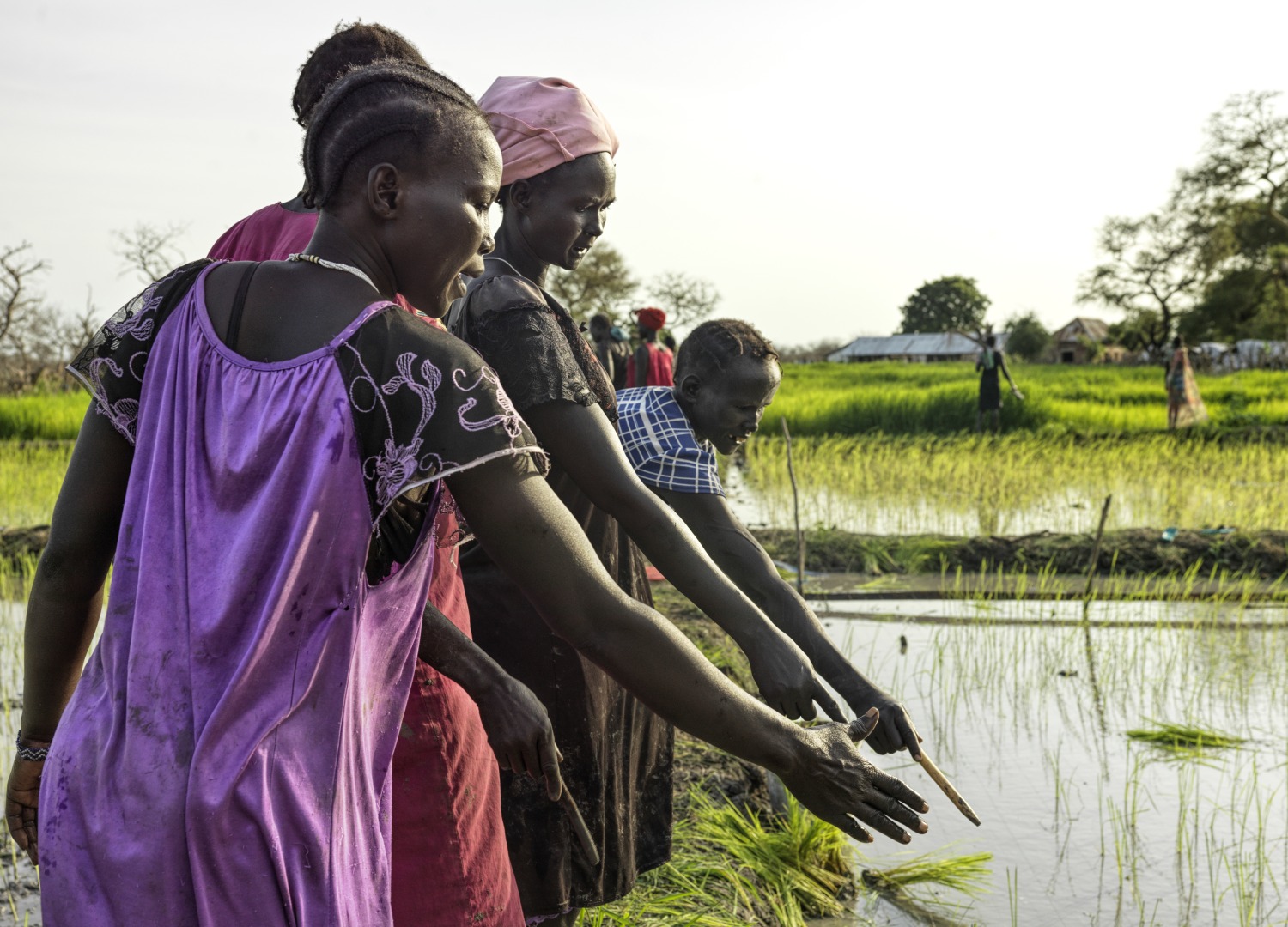 Locally trained women advise each other on the straightness of their rows of planted rice at the end of each day